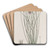 Slender Thysanotus by Sydenham Edwards Art Drink Coaster set