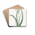 Green and White Ornithogalum by Sydenham Edwards Drink Coasters - set of 4