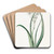 Green and White Ornithogalum by Sydenham Edwards Art Drink Coaster set