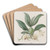 Messrs. Rollisson's Maxillaria by Sydenham Edwards Art Drink Coaster set
