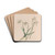Snowdrop by John Stevens Henslow Drink Coasters - set of 4 Snowdrop by John Stevens Henslow Drink Coasters - set of 4