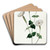 Armenian Catchfly by Sydenham Edwards Art Drink Coaster set