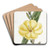 Large-flowered biennial Evening Primrose by Sydenham Edwards Art Drink Coaster set