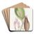 Proliferous Pleurothallis by Sydenham Edwards Art Drink Coaster set Proliferous Pleurothallis by Sydenham Edwards Art Drink Coaster set