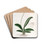 Ciliated Oncidium by Sydenham Edwards Drink Coasters - set of 4
