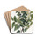 Broad-leaved Duvaua by Sydenham Edwards Drink Coasters - set of 4