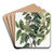 Broad-leaved Duvaua by Sydenham Edwards Art Drink Coaster set
