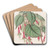 Splendid Fuchsia by Sydenham Edwards Art Drink Coaster set