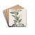 Jasmine-leaved Bittersweet by Sydenham Edwards Drink Coasters - set of 4