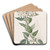 Jasmine-leaved Bittersweet by Sydenham Edwards Art Drink Coaster set