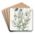 Milfoil-leaved Gilia by Sydenham Edwards Art Drink Coaster set