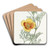 Dwarf Chryseis by Sydenham Edwards Art Drink Coaster set