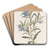 Narrow-leaved Sollya by Sydenham Edwards Art Drink Coaster set
