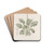 The ruffed Primrose by Sydenham Edwards Drink Coasters - set of 4