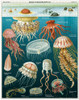 Jellyfish Puzzle