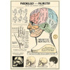 Phrenology & Palmistry Cavallini Poster