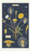 Cavallini Tea Towels - assorted