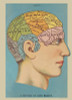 Phrenology Cavallini Poster