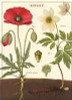 Poppy Botany Cavallini Poster