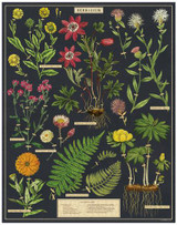 Herbarium  Puzzle