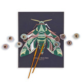 Oleander Hawk Moth Paint by Number Kit