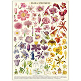 Flora Specimens Cavallini Poster