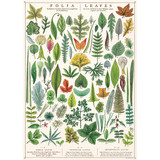 Folia Leaves Cavallini Poster
