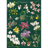 Orchid Cavallini Poster