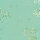 Fresh Start Lime Pearl + Prickly Pear 5% PHA Toner