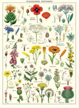 Wildflowers Posters