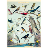 Birds Cavallini Poster