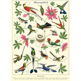Hummingbird Poster