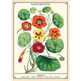 Nasturtiums Poster