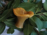 Beeswax Chanterelle Candle