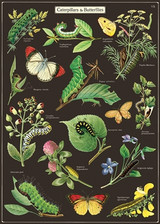 Caterpillars & Butterflies Poster