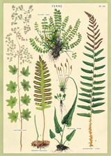 Ferns Cavallini Poster