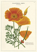 California Poppy Poster