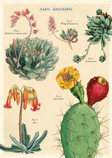 Cacti & Succulents 2 Cavallini Poster