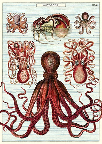 Octopods Cavallini Posters