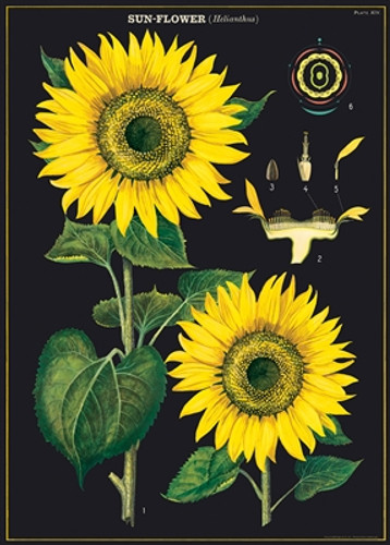 Sunflower Cavallini Poster