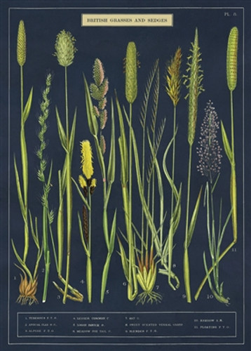 Grasses & Sedges Cavallini Poster