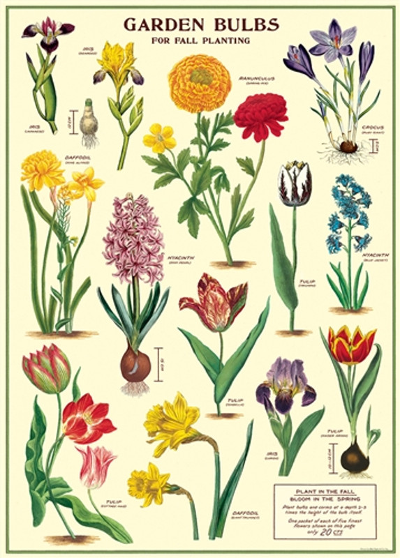 Garden Bulbs Cavallini Poster