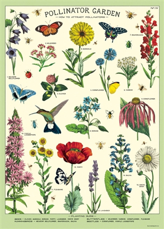 Pollinators Cavallini Poster