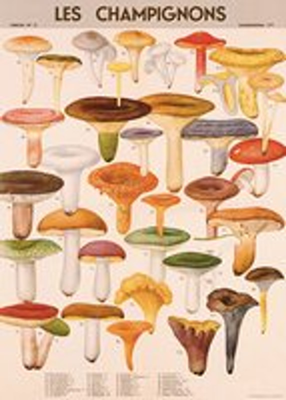 Mushroom- Les Champignons Cavallini Poster