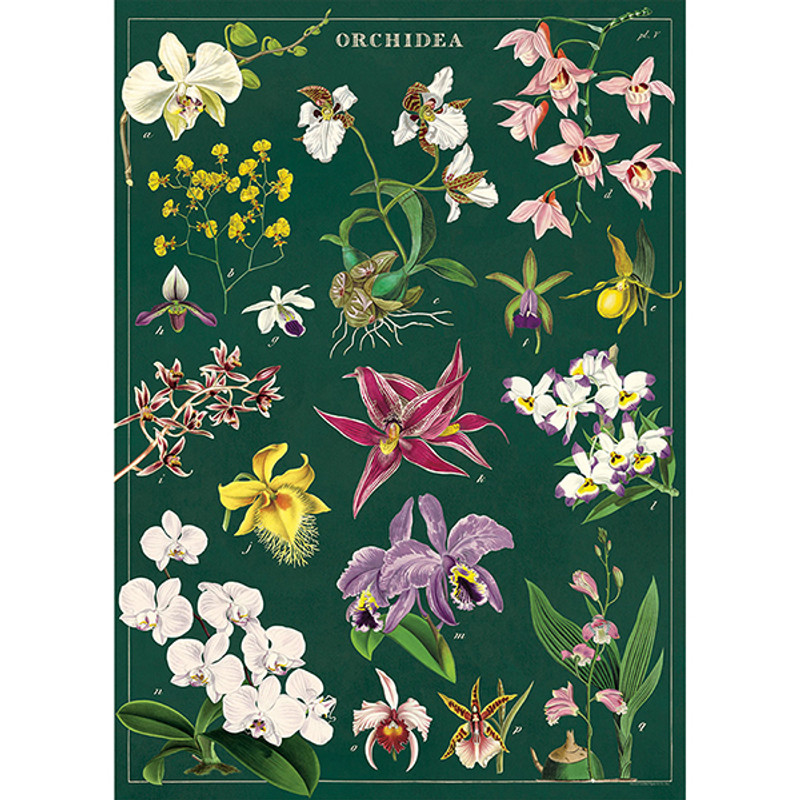 Orchid Cavallini Poster