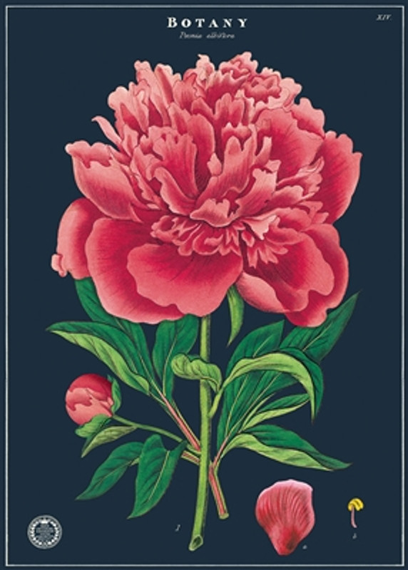 Botany Study Peony Cavallini Poster