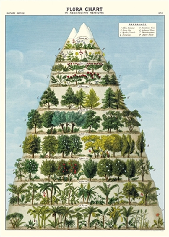 Flora Chart Cavallini Poster