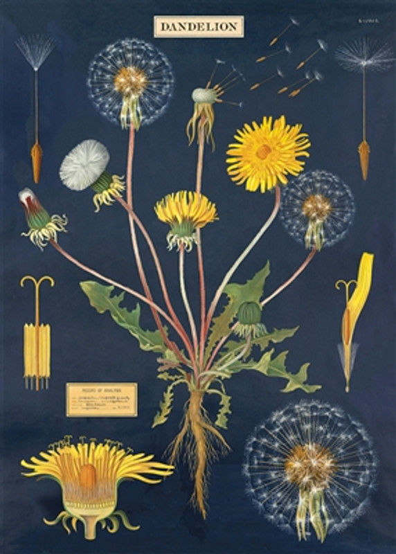 Dandelion Chart Cavallini Poster