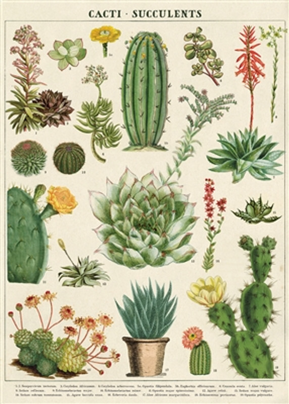 Cacti & Succulents Cavallini Poster