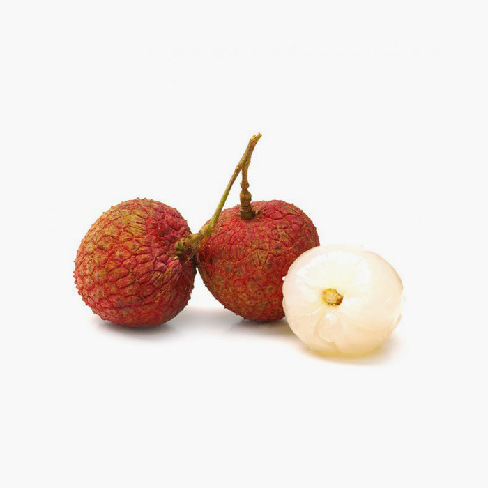 Ut efficitur nibh in iaculis rutrum